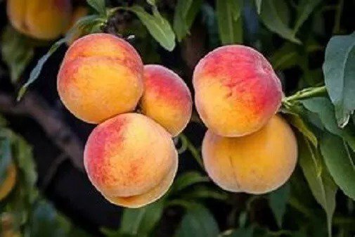 1 Georgia Bell Peach Tree, Larger/Older 28+inch, Fast Growing Fruit in Gardens