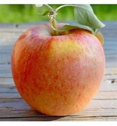 1 Gala Apple Tree, Sweet 18+inch, Fast Growing Fruit for Home Garden Landscaping