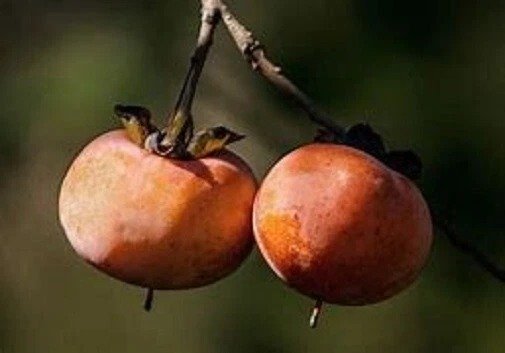 1 American Persimmon Tree, 12+ inch, Fast Growing Fruit in Garden Landscapes