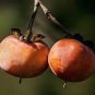 1 American Persimmon Tree, 12+ inch, Fast Growing Fruit in Garden Landscapes