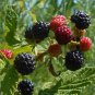 1 "Triple Crown" Thornless Blackberry Shrub, Trimmed, Fast Growing Berry Fruit