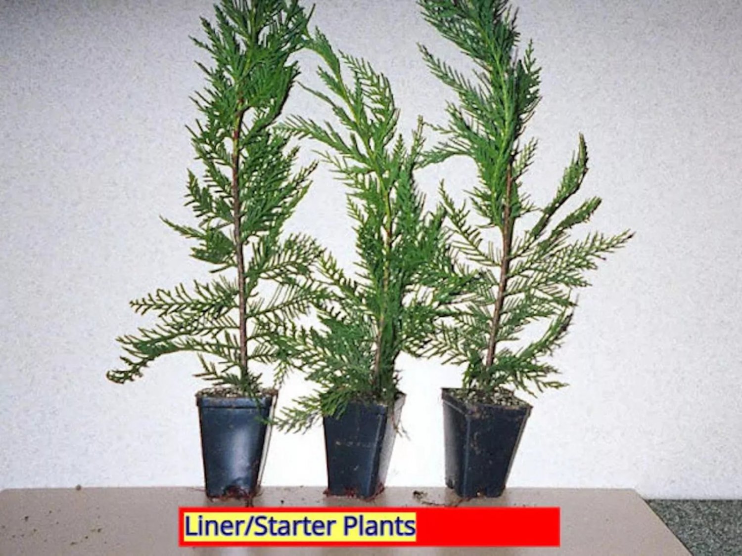 50 Leyland Cypress Tree Starter Plant Landscape Evergreen Bare Root