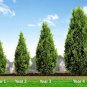 50 Leyland Cypress Tree Starter Plant Landscape Evergreen Bare Root