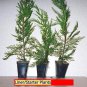 30 Leyland Cypress Tree Starter Plant Landscape Evergreen Bare Root