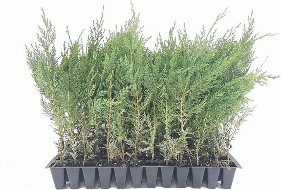 30 Murray Cypress Tree Live Plants Upright Evergreen Privacy Screen Perennial
