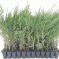 30 Murray Cypress Tree Live Plants Upright Evergreen Privacy Screen Perennial