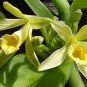 10 Vanilla Bean Orchid Plant Vanilla planifolia ‘Sunshine State Vanilla’