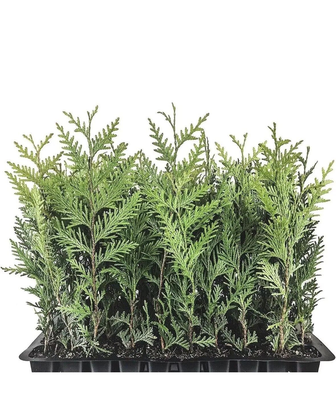 20 Emerald Green Arborvitae Tree Thuja Starter Plant Shrub Landscape Privacy