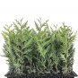 20 Emerald Green Arborvitae Tree Thuja Starter Plant Shrub Landscape Privacy