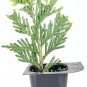 20 Green Giant Arborvitae Thuja Plicata Evergreen Plant Privacy Tree Shrub