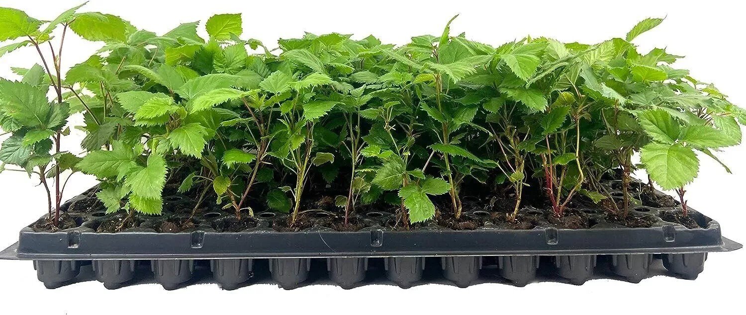 10 Apache BlackBerry Plant Thornless Rubus Fruit Starter Plant Bare Root