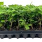 10 Apache BlackBerry Plant Thornless Rubus Fruit Starter Plant Bare Root