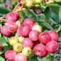 10 Blueberry Pink Lemonade Vaccinium Rabbiteye Starter Plant Edible Fruit