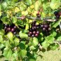 10 Muscadine Grape Southern Home Vitis spp Starter Plant Fruit Edible Cold Hardy