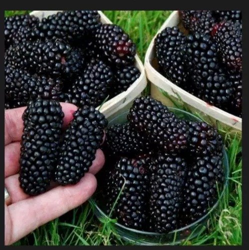 10 Big Daddy Thornless Blackberry Rubus Plants Outdoor Garden Fruit Edible