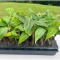 10 Dwarf Banana Musa Cavendish Plant Banana Tree Cold Hardy Fruit Tree Tropical