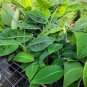 10 Double Mahoi Banana Plant - Double Headed Dwarf Cavendish Starter Plant