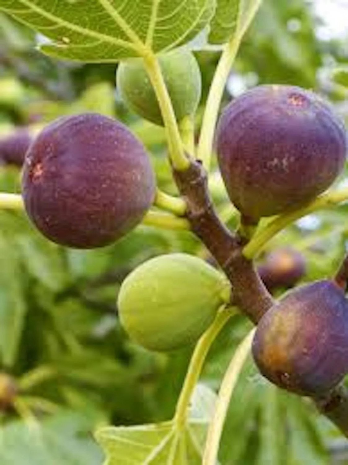 10 Fig Tree Brown Turkey Ficus Carica Starter Plant Fruiting Fig Tree