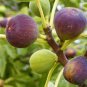 10 Fig Tree Brown Turkey Ficus Carica Starter Plant Fruiting Fig Tree