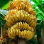 10 Banana Tree Musa Gran Nain Starter Plant Fruit Tree Plant