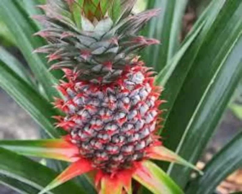 5 Florida Special Pineapple Plant Ananas Colossus Live Starter Plant Fruit