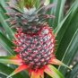 5 Florida Special Pineapple Plant Ananas Colossus Live Starter Plant Fruit