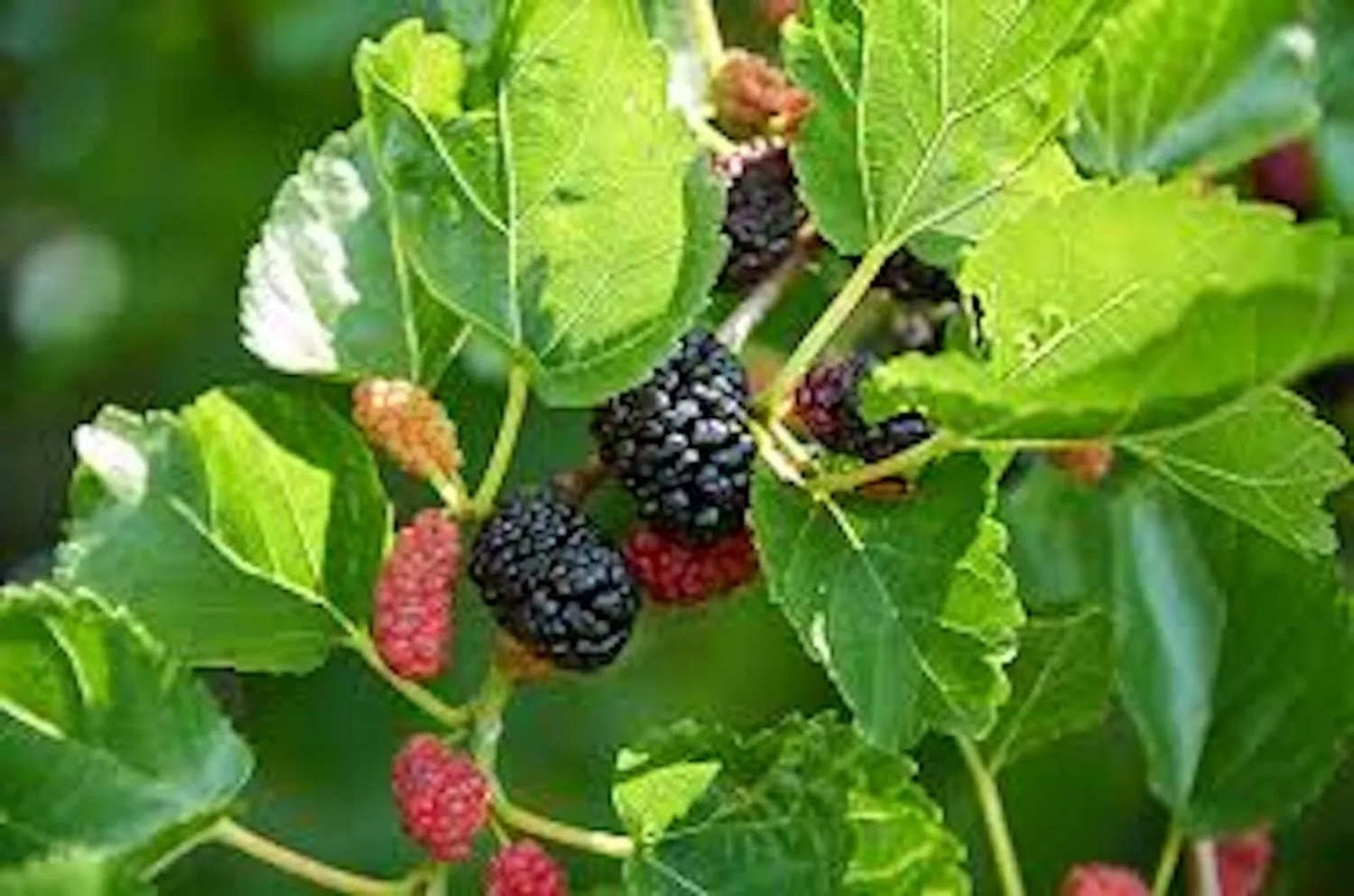 5 Red Mulberry Tree Morus rubra 12-24in Tall Live Tree Bare Root Fruit