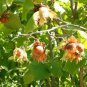 5 American Hazelnut Tree Corylus avellana 12-24in Tall Live Bare Root Plant