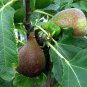 5 Olympian FigTree Plant Ficus carica Live Plant Starter Plant Bare Root Fruit