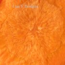 The Carrot Series 2