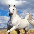 White Horse in field