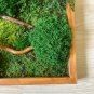 Moss picture, preserved moss wall art, moss painting
