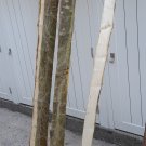 ash stave