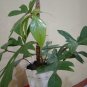 philodendron florida ghost