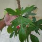 philodendron florida ghost