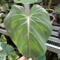 philodendron gloriosum