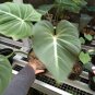 philodendron gloriosum