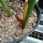 philodendron gloriosum