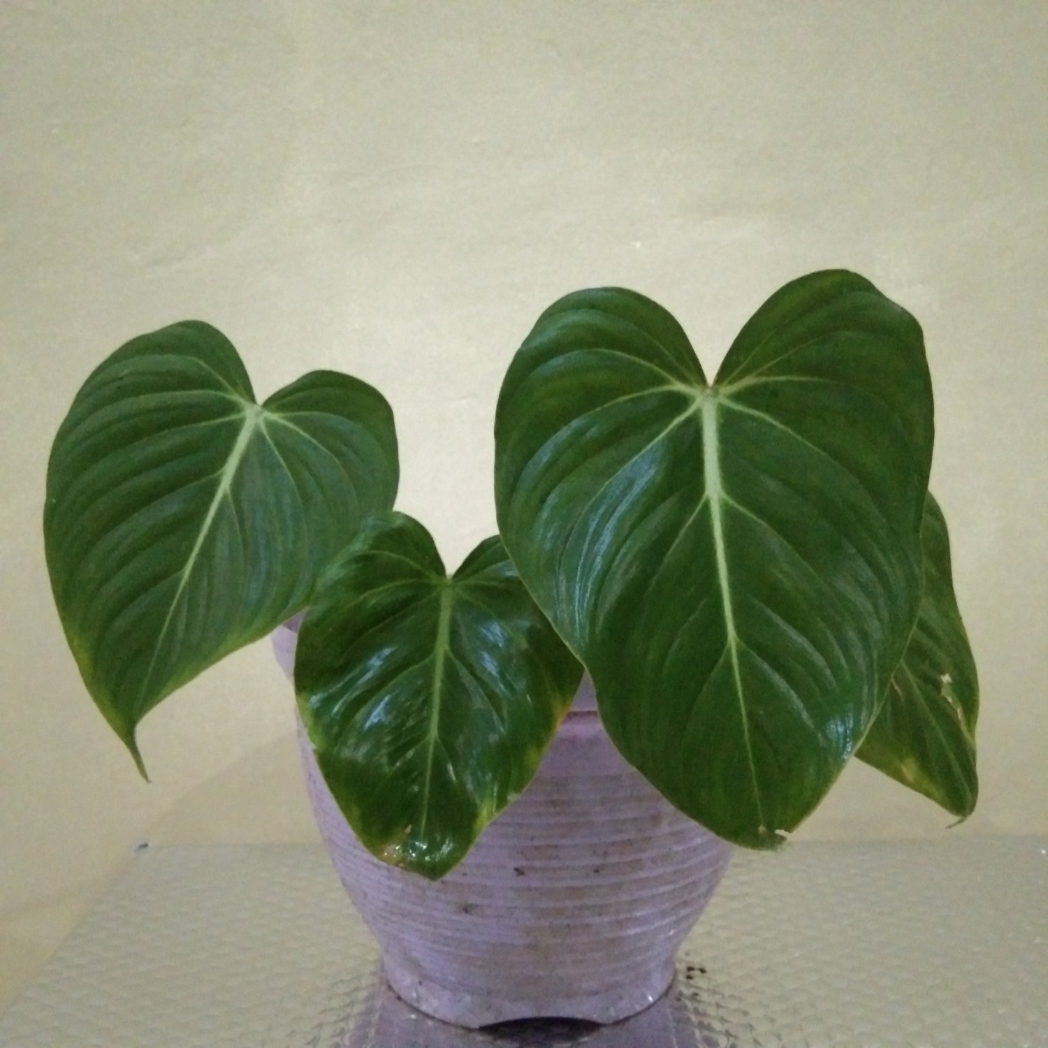 philodendron gloriosum
