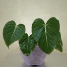philodendron gloriosum