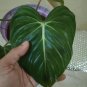 philodendron gloriosum