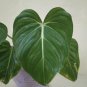 philodendron gloriosum