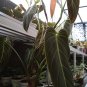 philodendron melanocrysum