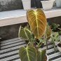 philodendron melanocrysum