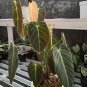 philodendron melanocrysum