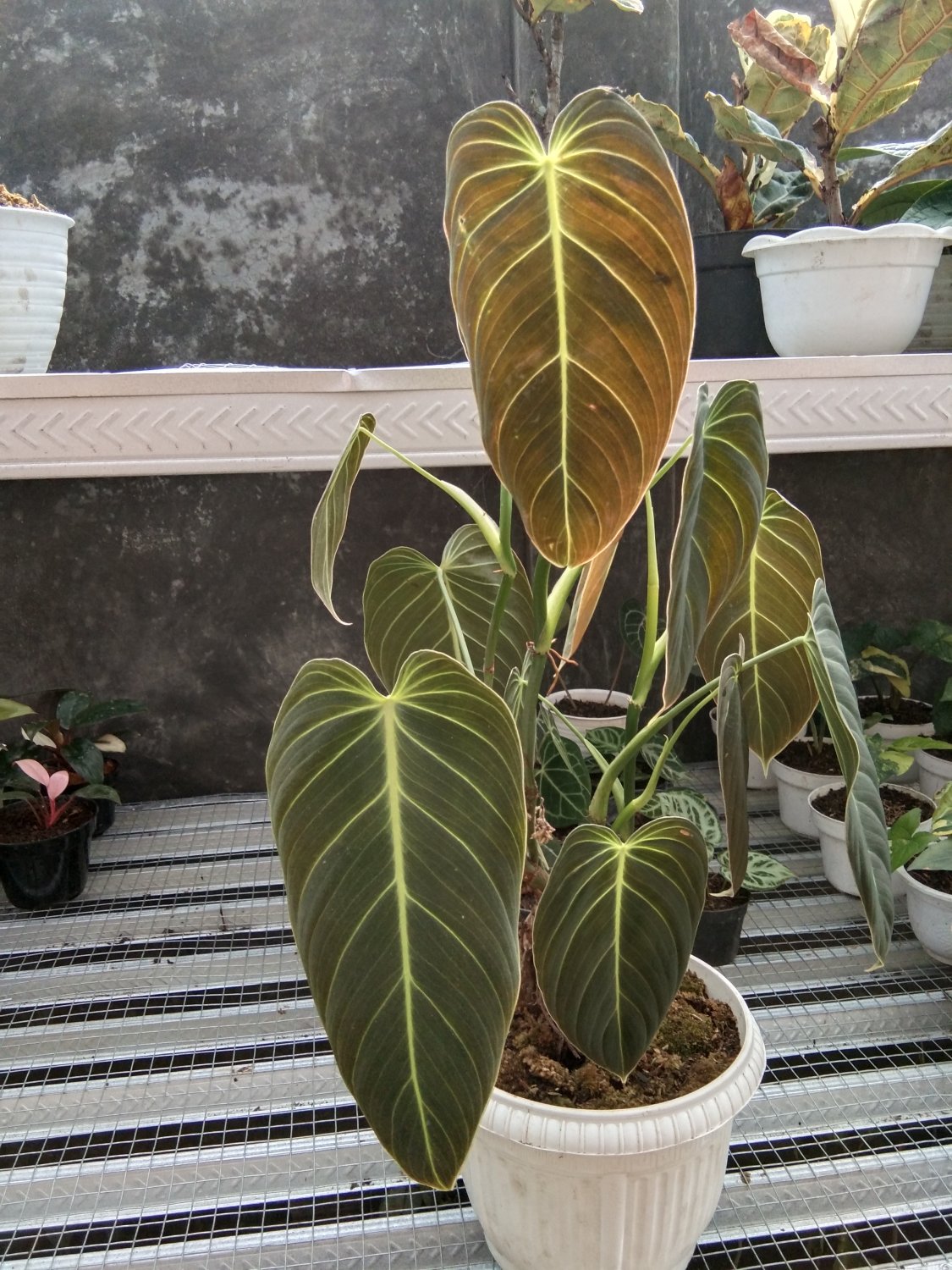philodendron melanocrysum
