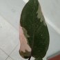 philodendron Pink Princes free phytosanitary