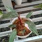 philodendron Pink Princes free phytosanitary