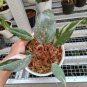 philodendron Pink Princes free phytosanitary