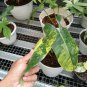 Philodendron Burle Marx Varigated free phytosanitary